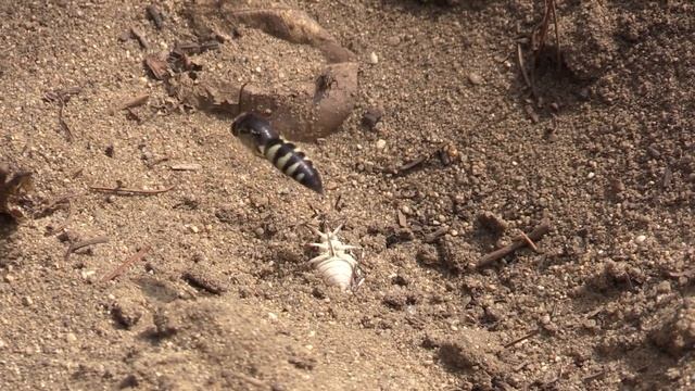 Wasps with Paralyzed Stink Bugs смотреть онлайн