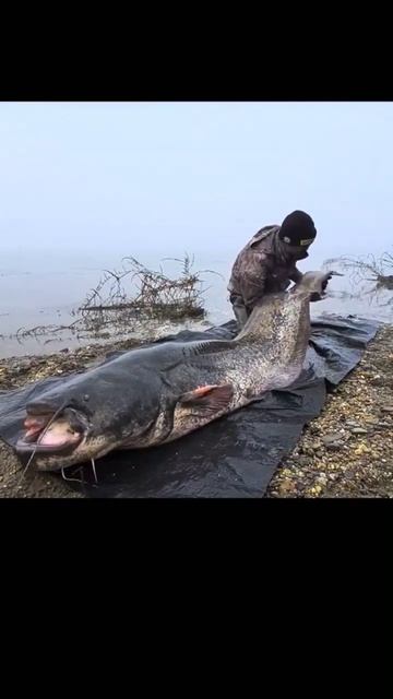 Обыкнове́нный сом, или европейский сом, — крупная пресноводная бесчешуйчатая рыба семейства сомовых смотреть онлайн