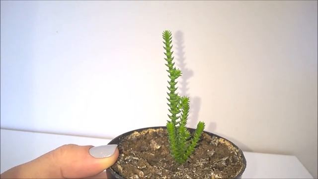 Crassula Muscosa