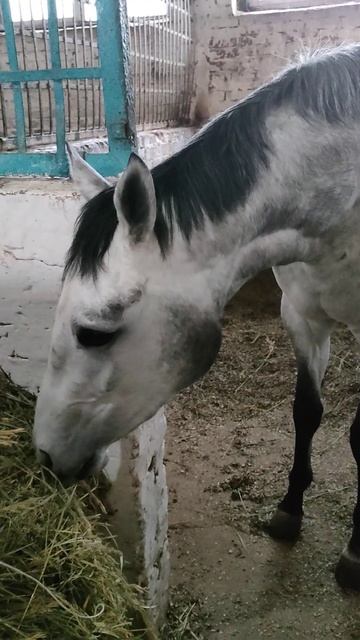 Броваллия смотреть онлайн