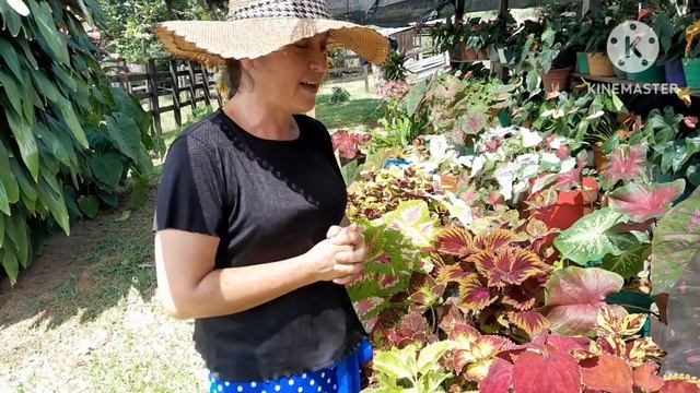 GANATE ESTAS HERMOSAS PLANTAS TOTALMENTE GRATIS 😱😱🤗 LINK EN LA DESCRIPCIÓN ➡️ смотреть онлайн