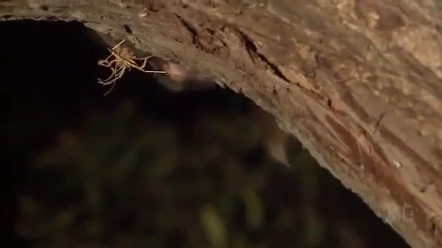 SRI LANKAN.. Leopard kills a baboon, discovers her baby and then protects it! смотреть онлайн