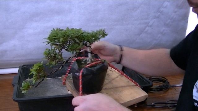 Azalea Cascada (Kengai) смотреть онлайн