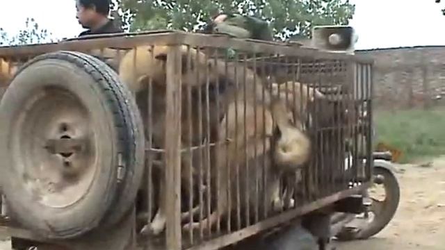 [Documentary] Chinese dog slaughterhouse - Part 2 смотреть онлайн