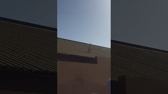 baby Monkey falls from the roof смотреть онлайн