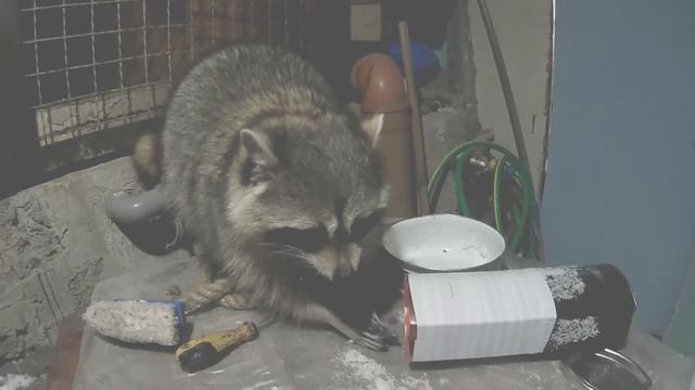 любознательный енот смотреть онлайн