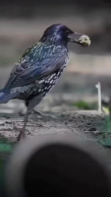 shorts video 🐦 смотреть онлайн