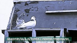 Голуби пермские гривуны.Конец моей истории с этими голубями.Кина не будет...