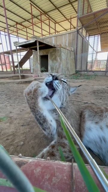 Malika the lynx loves the back scratcher - for pets and play! смотреть онлайн