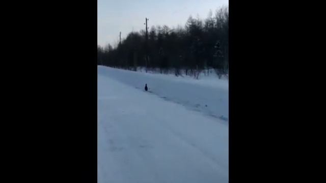 Глухарь в Онорах смотреть онлайн