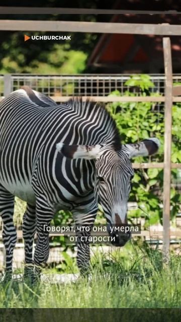 В ферганском зоопарке скончалась зебра! смотреть онлайн