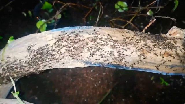 Carebara diversa смотреть онлайн