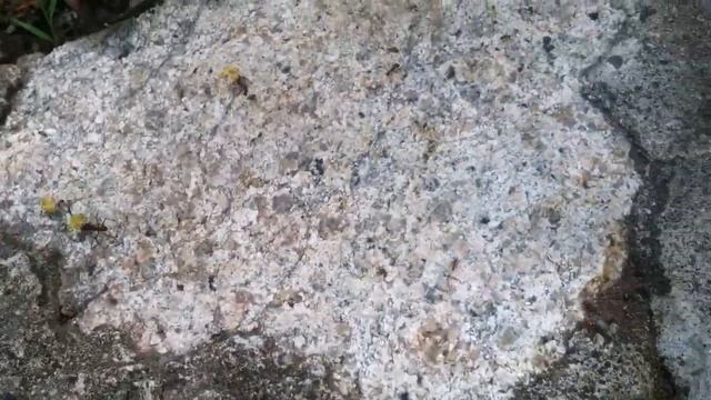 Atta mexicana Trail смотреть онлайн