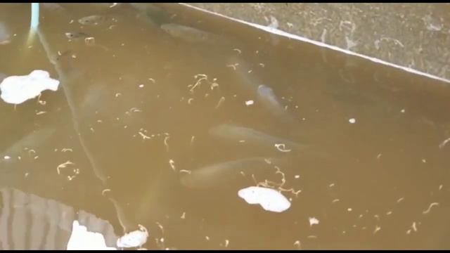 Cosecha de Nuestras Tilapias en semana Santa, mira el tamaño de nuestras Tilapias en solo 5 meses смотреть онлайн
