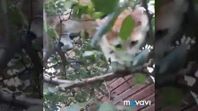 летние каникулы рыжиков смотреть онлайн