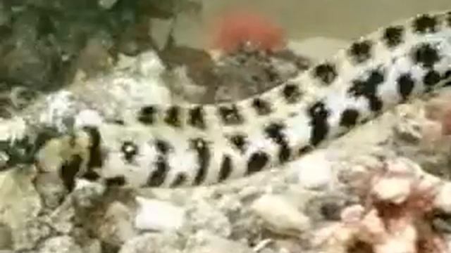 Мурена смотреть онлайн