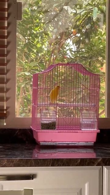 Canary #канарейка смотреть онлайн