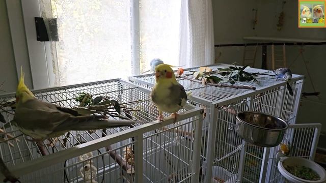 Funny Parrotszotti 518. Life of Cockatiels and budgies. Жизнь корелл и волнистых попугаев смотреть онлайн