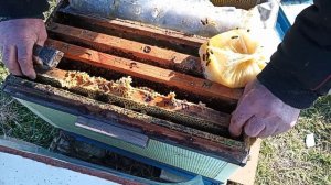 14.02.2025Первый расплод в2025году