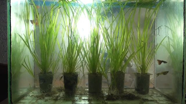 Аквариум вечерний, рыбы гуппи плавают в аквариуме смотреть онлайн