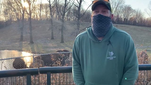 Keeper Talk: Bison (Nature Illuminated) смотреть онлайн