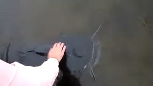 Ручной сом Гоша смотреть онлайн