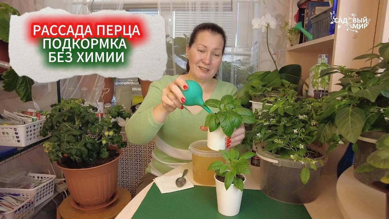 РАССАДА ПЕРЦА КАК НА ДРОЖЖАХ ПОСЛЕ ЭТОГО ЭЛЕКСИРА/ ЧЕМ ПОДКОРМИТЬ РАССАДУ ПЕРЦА ДЛЯ СИЛЬНЫХ КОРНЕЙ смотреть онлайн