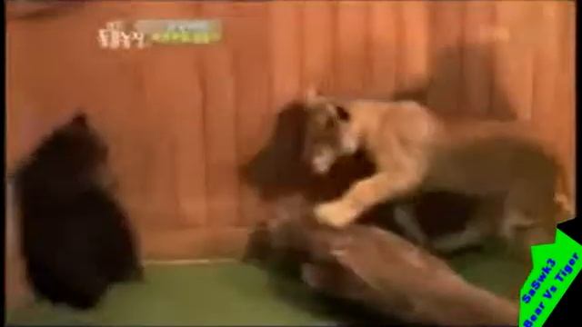 Russischer Bär vs. Tiger / Bear FUNNY смотреть онлайн