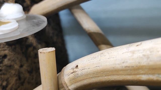 Pseudomyrmex gracilis - espèce fabuleuse d'Amérique du sud смотреть онлайн