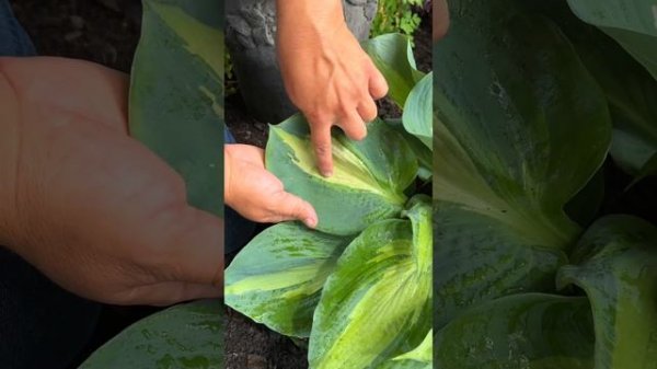 Blomidon Nurseries Hudson Bay Hosta