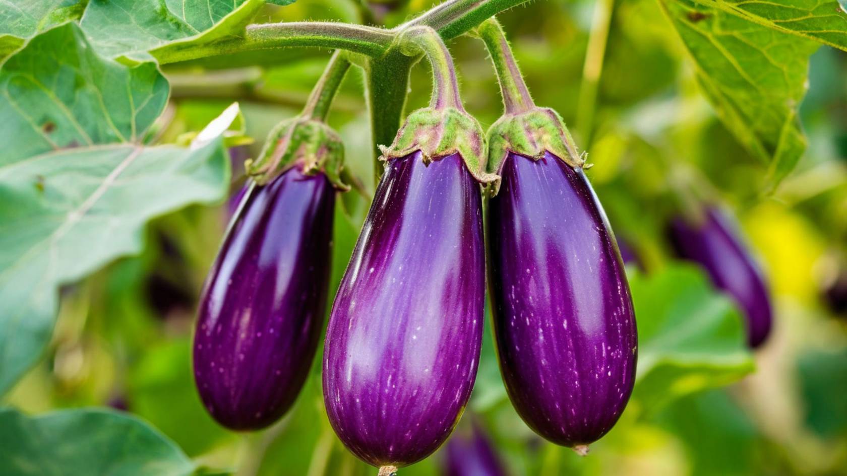 Самый простой, а главное проверенный способ посева семян баклажан на рассаду. смотреть онлайн