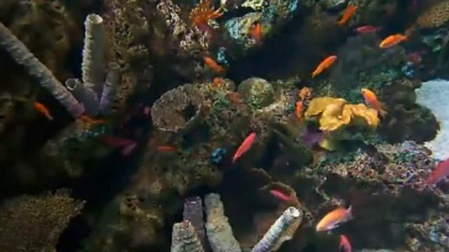 fish 281 смотреть онлайн