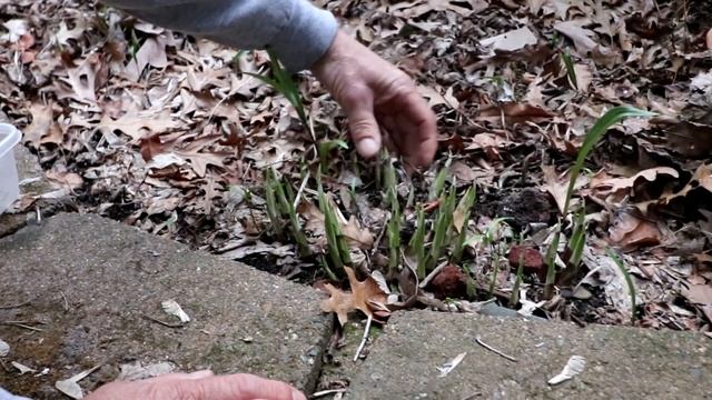 WILD EDIBLES: Hosta. Delicious food in your own backyard. Eating the shoots. смотреть онлайн