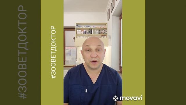 Сфинкс, породные особенности глазами ветеринарного специалиста #zoovetdoctor смотреть онлайн