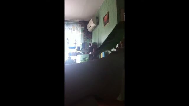 Укропчик говорящий волнистик))) смотреть онлайн