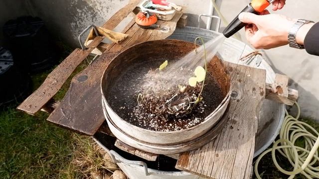 142. MESSA A DIMORA DI UTRICULARIA RENIFORMIS IN CESTELLO CON PURO SFAGNO VEGETANTE смотреть онлайн