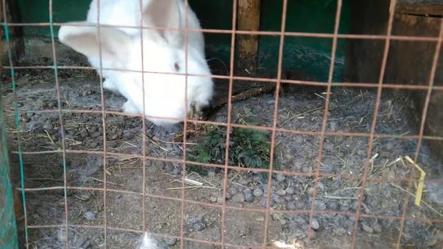 Крапива - весенние витамины для кроликов. 15.04.2018. смотреть онлайн