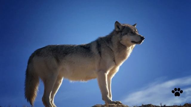 5 Biggest Rivalries in the Animal World смотреть онлайн