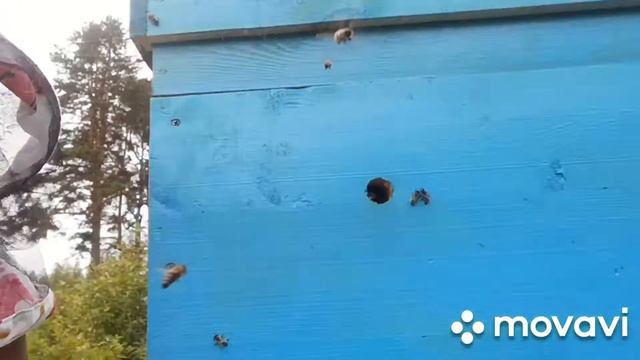 Пчелы. Дождик смотреть онлайн