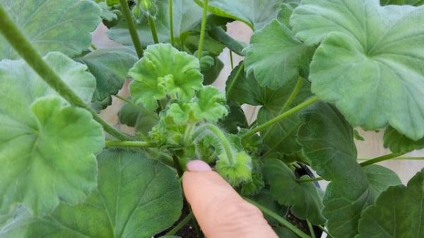 #682. Полный роспуск ЮГ Алмазная россыпь.