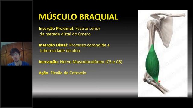 Biomed 09 - BRAÇO E FOSSA CUBITAL смотреть онлайн