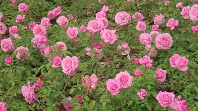 'Belinda's Dream' Rose