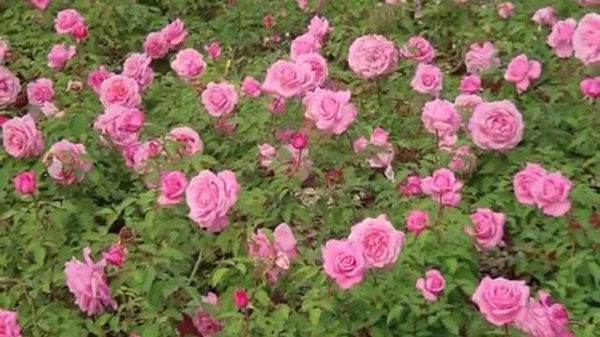 'Belinda's Dream' Rose