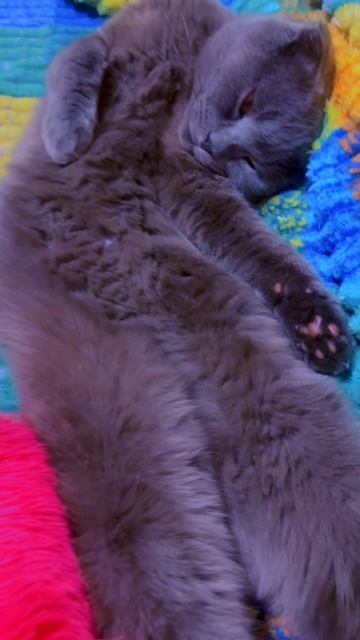 🔴КОТ СМОКИ🔴 смотреть онлайн