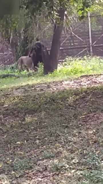 ₹65 ke daaroo ka kamaal 😂 || смотреть онлайн