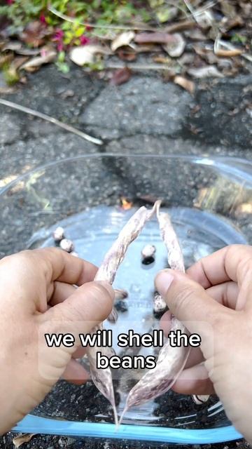 How to Properly Save Bean Seeds смотреть онлайн