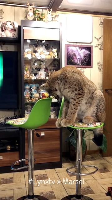 Lynx Marsel is Curious about Everything #shorts смотреть онлайн