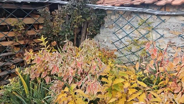 ПОСЛЕДНА ОБИКОЛКА на градината преди МИНУСОВИТЕ температури смотреть онлайн