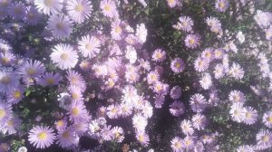 «Цветы сентябринки»