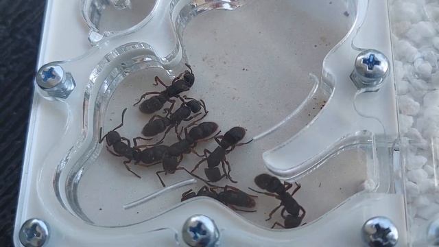 Неделя как у меня Pseudoneoponera rufipes 10.06.2023 смотреть онлайн